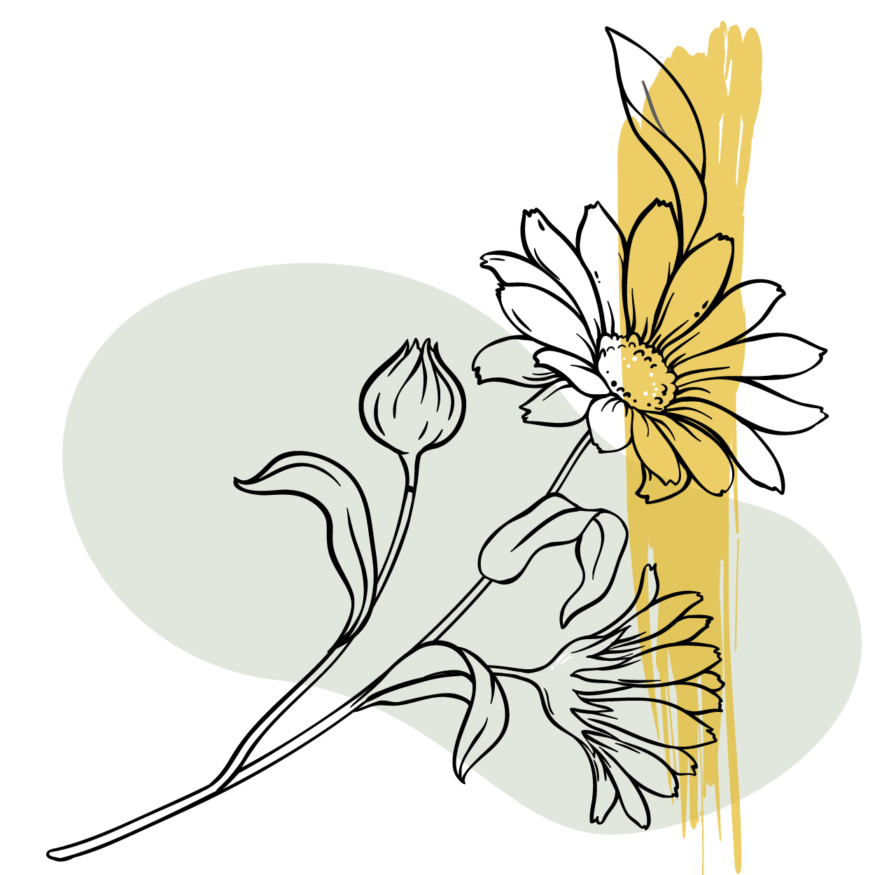 A graphic of the outline of an arnica flower on a green and yellow background