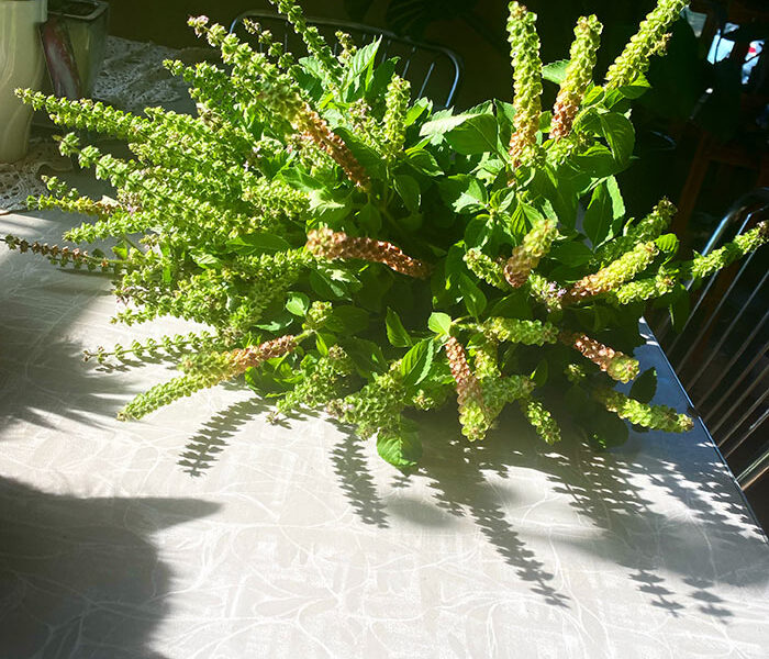 tulsi plant on a sunlit table