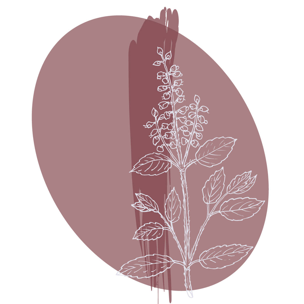 graphic image with wine colored background and a white outline of the tulsi plant